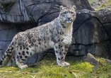 Besuchen Sie den Neunkirchener Zoo und beobachten Sie die prächtigen Schneeleoparden.