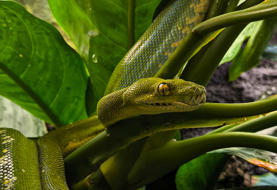 Entdecken Sie zahlreiche spannende Tierarten im Neunkircher Zoo.