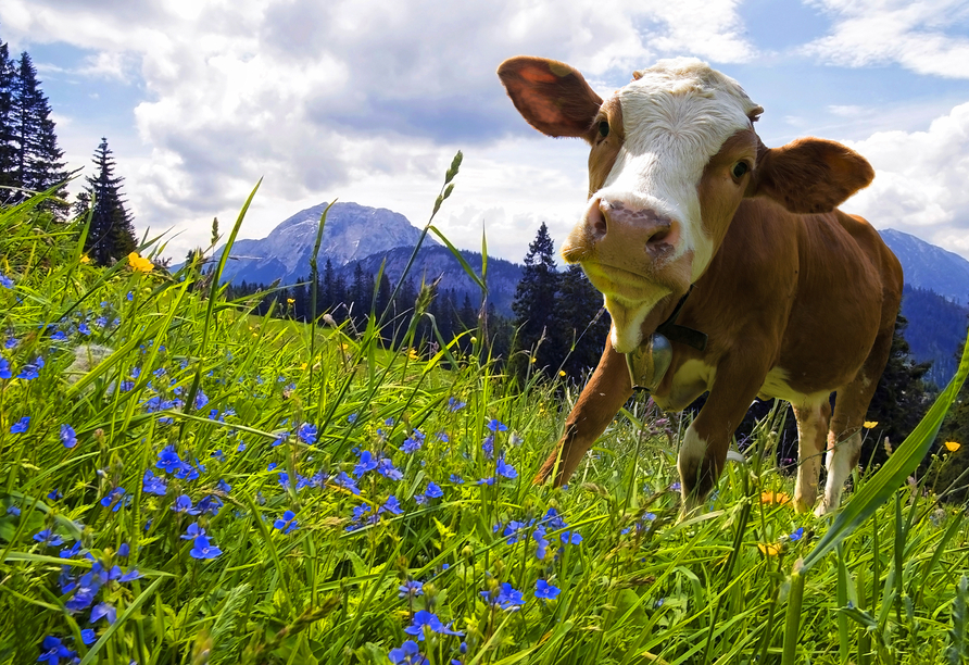 Verlieben Sie sich in den Almzauber.