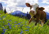 Verlieben Sie sich in den Almzauber.