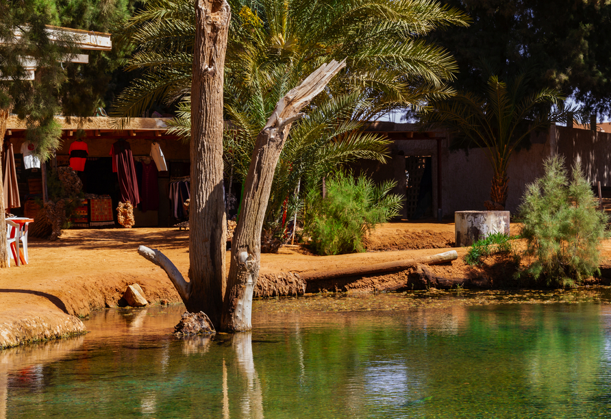 Die Oase Ksar Ghilane ermöglicht eine entspannte Badepause in angenehm warmem Wasser zwischen Grün und goldenen Dünen.