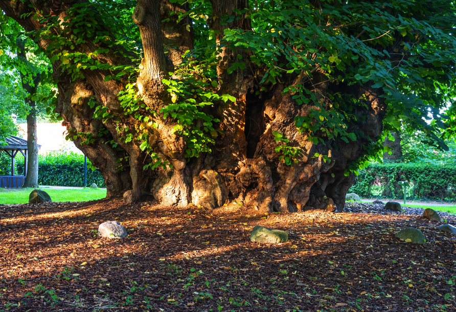 Staunen Sie nicht schlecht über den dicksten Baum Deutschlands.