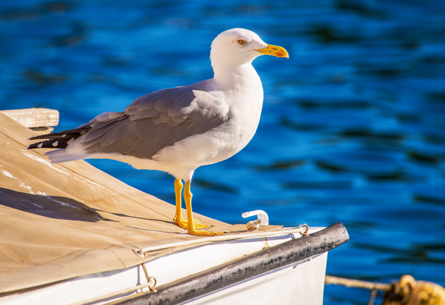 Gehören an der Ostsee einfach dazu: Möwen.