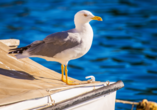 Gehören an der Ostsee einfach dazu: Möwen.