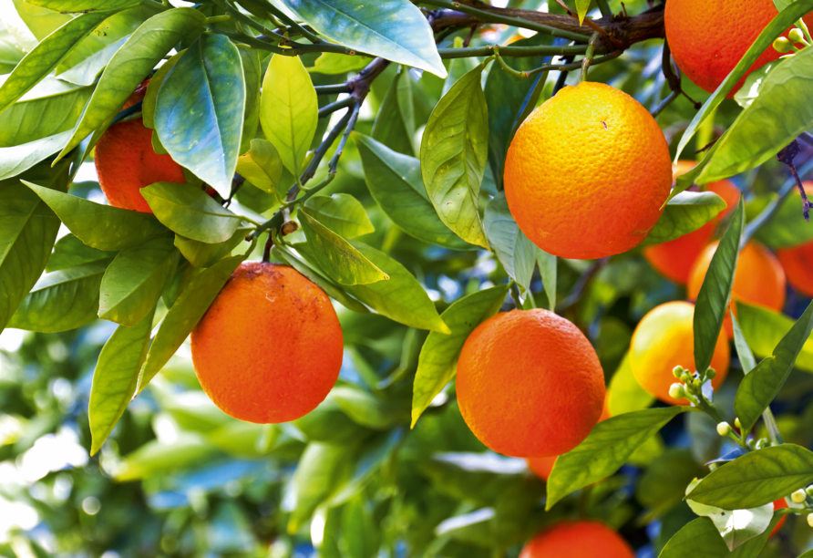 Orangen- und Zitronenhaine geben im Orangental ein zauberhaftes Bild ab.