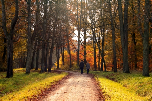 Erleben Sie die atemberaubende Idylle des Sachsenwaldes.