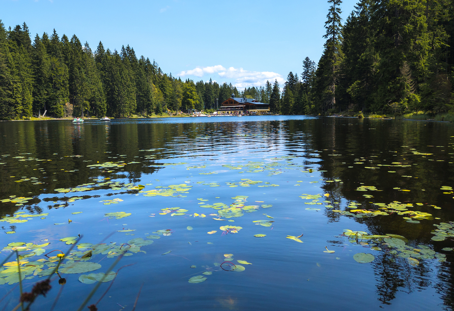 Leihen Sie sich ein Tretboot aus und entdecken Sie den Arbersee aus einer anderen Perspektive.