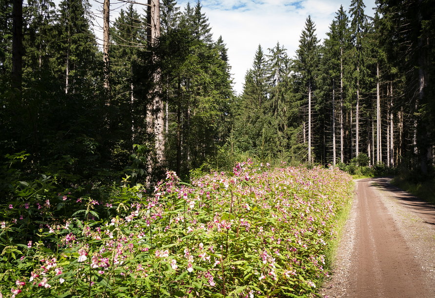 Natürliche Ruhe wartet auf Sie auf den Wanderwegen des Bayerisch Kanada.