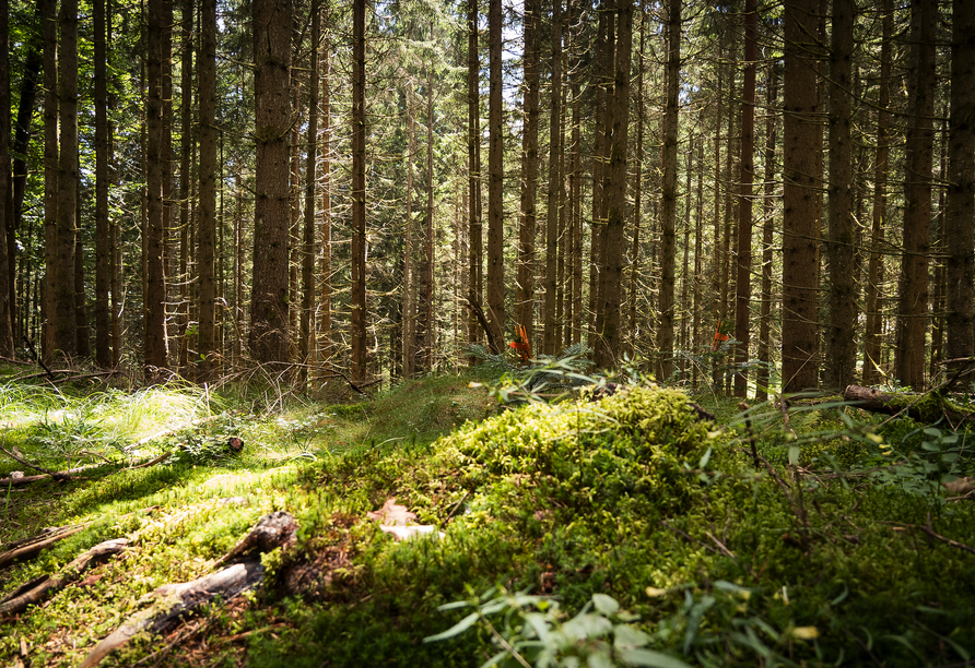 Genießen Sie die Ruhe und die Natur des Bayerischen Kanadas.