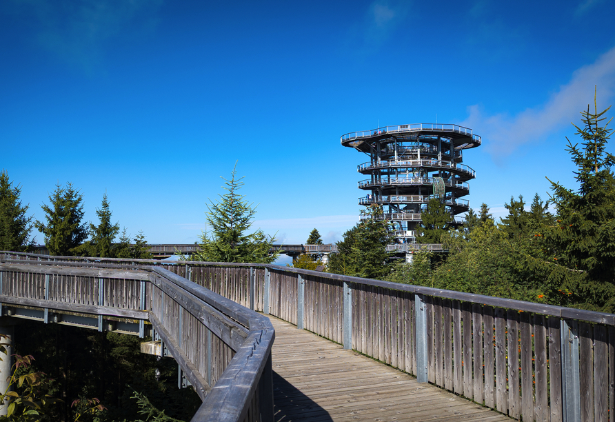 Trauen Sie beim Waldwipfeweg hoch hinaus...