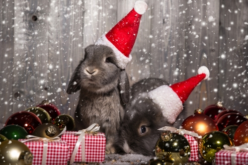 Niedliche Häschen bringen einen verspielten Zauber in die Weihnachtszeit.