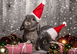 Besinnliche Weihnachtsmomente voller Wärme und Gemütlichkeit.