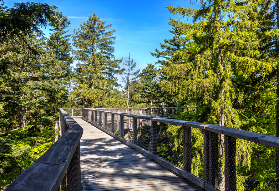 Der Baumwipfelpfad bei Neuschönau ist ein tolles Ausflugsziel.