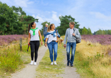 Spazieren Sie durch die blühenden Felder der Lüneburger Heide.