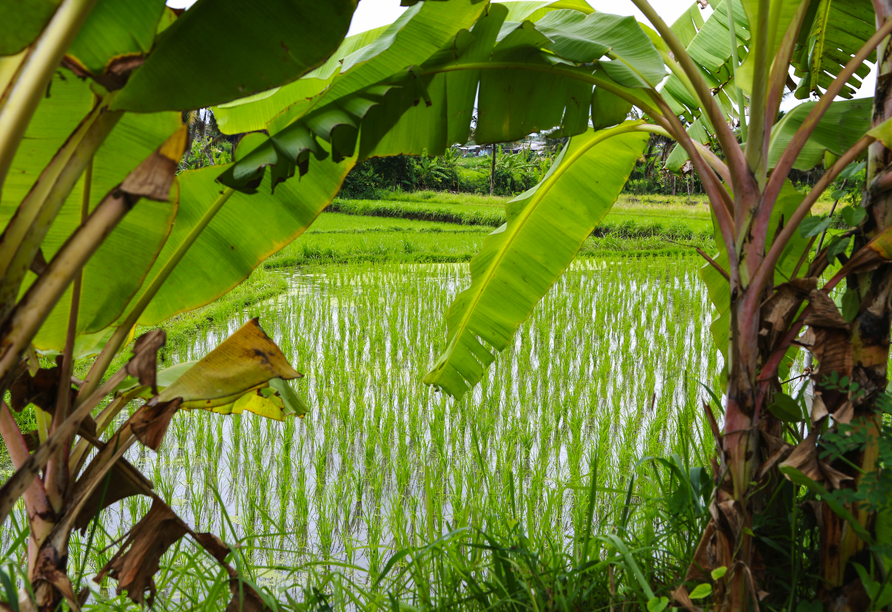 Mitten in den Reisfeldern lernen Sie bei einem Workshop die jahrhundertealte Kunst des Reisanbaus kennen.