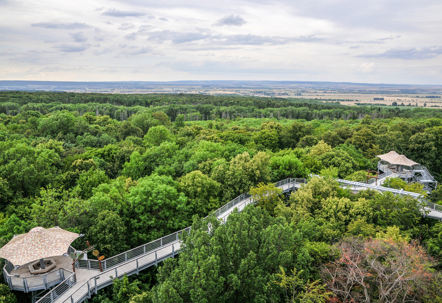 Erkunden Sie den Nationalpark Hainich.