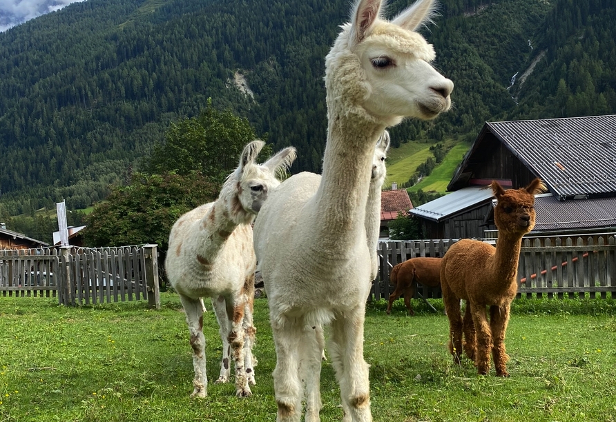 Lust auf eine Lampakawanderung?