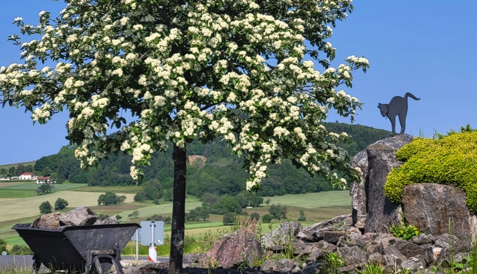 Blick auf den Katzenbuckel im Naturpark Neckertal-Odenwald