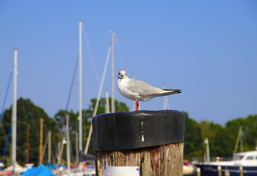 Sichern Sie sich jetzt Ihre Auszeit entlang der deutschen und polnischen Ostseeküste. 