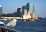 Ihre Reise beginnt und endet im Hamburger Hafen.