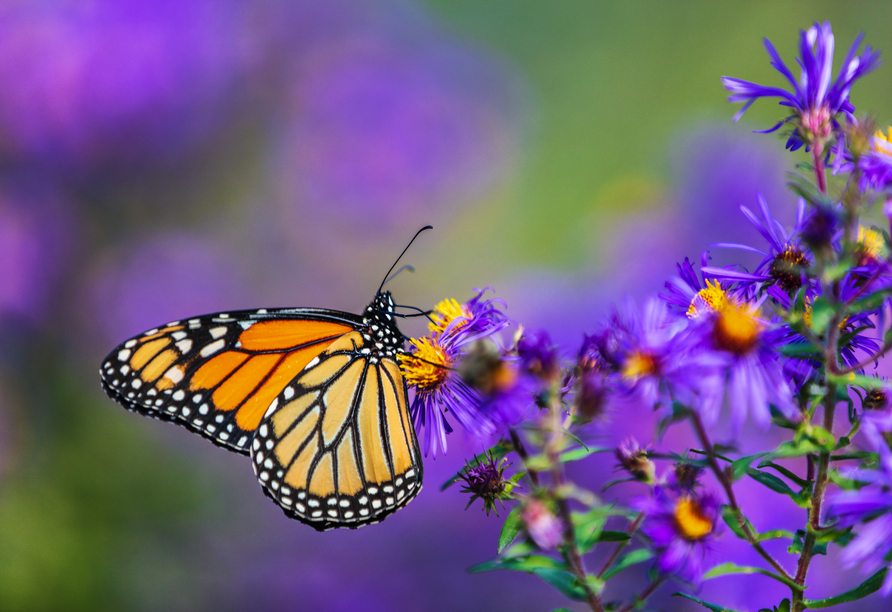 Das Schmetterlingshaus auf der Insel Mainau begeistert mit exotischen Faltern aus aller Welt.