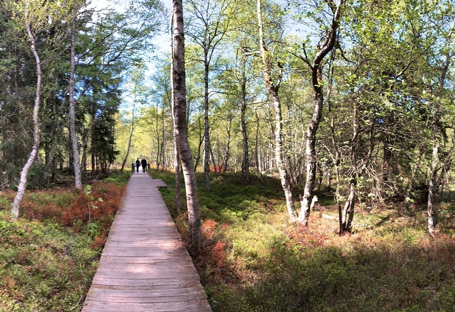 Der Holzbohlenpfad im Roten Moor führt durch beeindruckende Moorlandschaften.