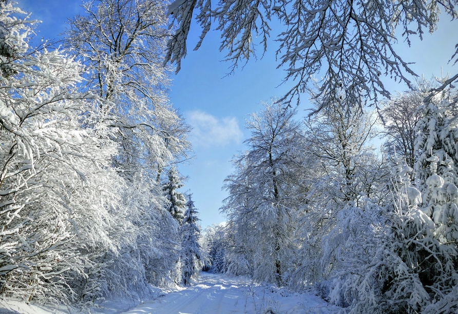 Verschneite Wälder schaffen eine besondere Atmosphäre für winterliche Spaziergänge.