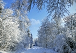 Verschneite Wälder schaffen eine besondere Atmosphäre für winterliche Spaziergänge.
