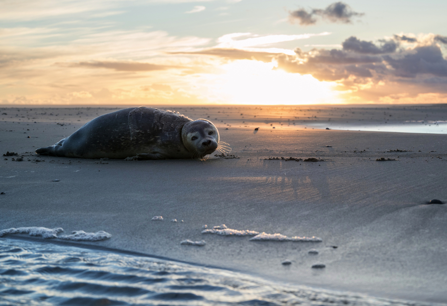 Die Nordseeküste ist auch Heimat der beliebten Seehunde.