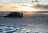 Die Nordseeküste ist auch Heimat der beliebten Seehunde.