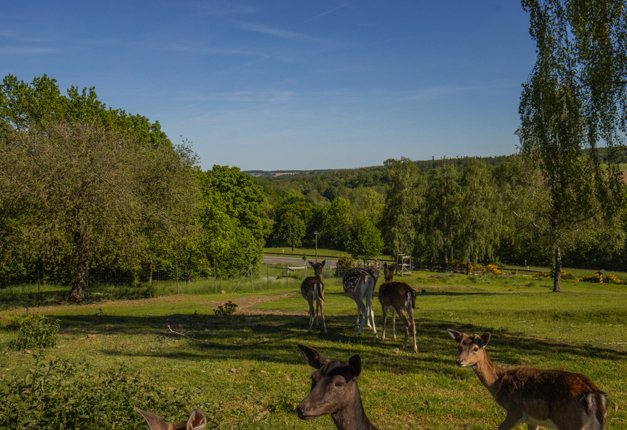 Die Rehe fühlen sich in ihrem Wildgehege pudelwohl.