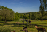 Die Rehe fühlen sich in ihrem Wildgehege pudelwohl.