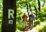 Der Rennsteig begeistert mit herrlichen Wanderwegen und schönen Ausblicken.