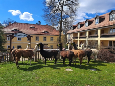 Die Lamas am Hotel sorgen für ein ganz besonderes Naturerlebnis.