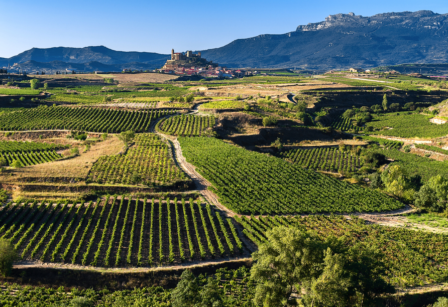 Die Gegend La Rioja ist aufgrund der hohen Weinqualität bekannt.