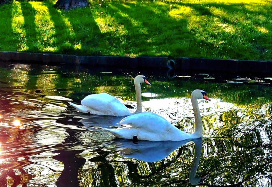 Beobachten Sie die Schwäne auf dem idyllischen Fluss hinter dem Hotel.