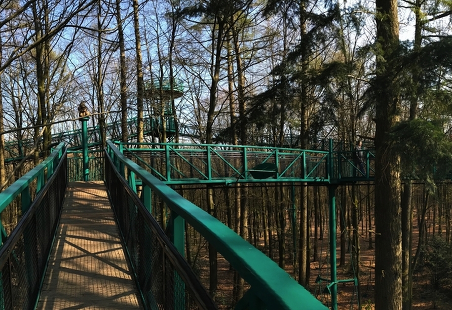 Der Boomkroonpad eröffnet faszinierende Ausblicke auf die Wälder Drenthes.