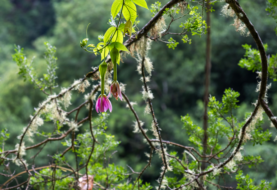 Farbenfrohe Blüten säumen die Levada do Rei auf Madeira.