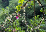 Farbenfrohe Blüten säumen die Levada do Rei auf Madeira.