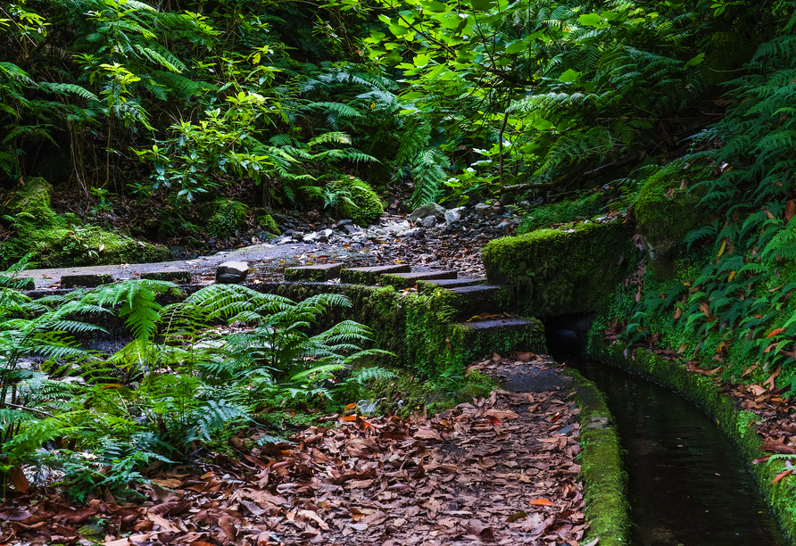 Bei einem Ausflug entlang der Levada do Rei entdecken Sie Madeiras abwechslungsreiche Vegetation.
