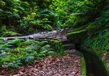 Bei einem Ausflug entlang der Levada do Rei entdecken Sie Madeiras abwechslungsreiche Vegetation.