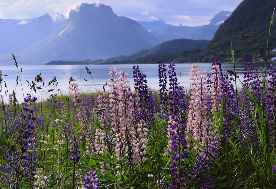 Farbenfrohe Lupinen und mächtige Berge prägen die norwegische Fjordlandschaft bei Hareid.