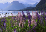 Farbenfrohe Lupinen und mächtige Berge prägen die norwegische Fjordlandschaft bei Hareid.