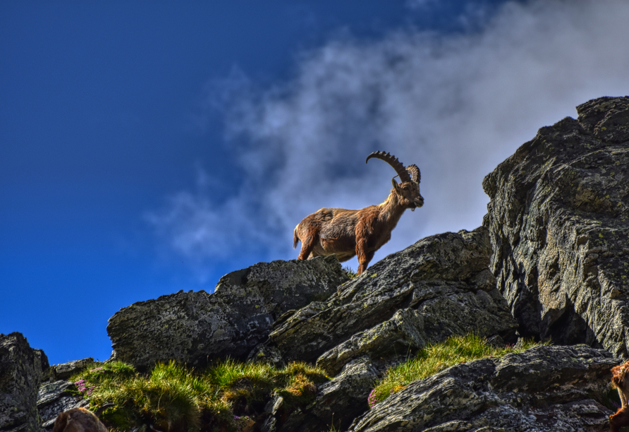 Halten Sie im Nationalpark Hohe Tauern Ausschau nach majestätischen Steinböcken.