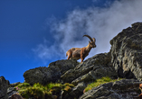 Halten Sie im Nationalpark Hohe Tauern Ausschau nach majestätischen Steinböcken.