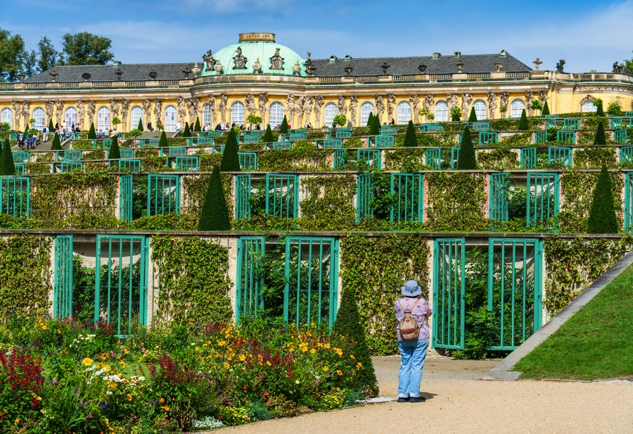 Die prachtvollen Weinbergterrassen bilden eine beeindruckende Kulisse rund um Schloss Sanssouci.