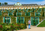 Die prachtvollen Weinbergterrassen bilden eine beeindruckende Kulisse rund um Schloss Sanssouci.