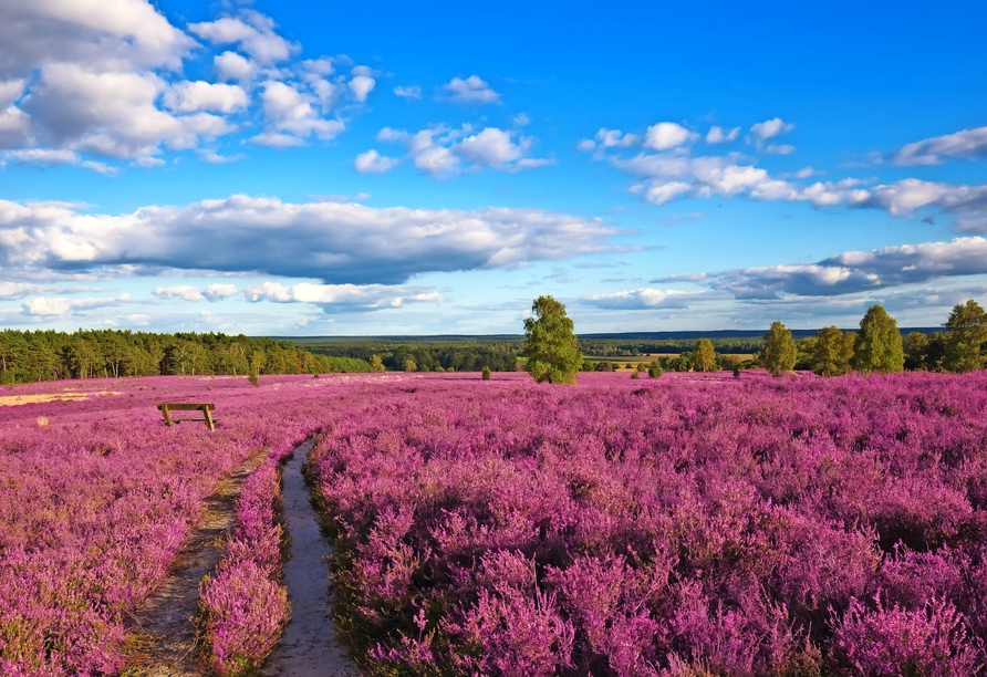 Weite Heideflächen verwandeln die Landschaft in ein lilafarbenes Blütenmeer.