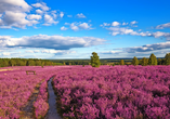 Weite Heideflächen verwandeln die Landschaft in ein lilafarbenes Blütenmeer.