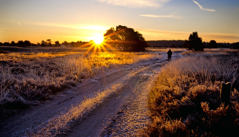Genießen Sie die idyllische Landschaft der Lüneburger Heide bei einem Spaziergang.
